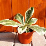 Fikus lýrovitý (Ficus lyrata) ‘VARIEGATA’ - výška 5-10 cm, kont. C1L